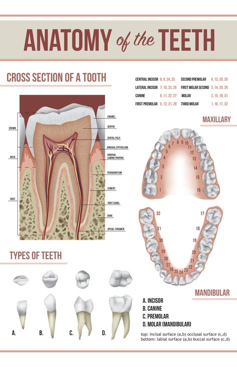 Check out this @Behance project: "Tooth Anatomy Poster" https://www.behance.net/gallery/36102789/Tooth-Anatomy-Poster Parts Of A Tooth, Dental Assistant School, Dental Hygienist School, Dental Assistant Study, Teeth Anatomy, Dental Hygiene Student, Dental Posters, Kedokteran Gigi, Dental Hygiene School