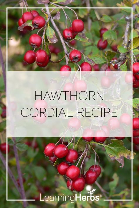 Cordial Recipe, Herbal Remedies Recipes, Cold Sores Remedies, Skin Natural Remedies, Herbal Recipes, Help Digestion, Natural Sleep Remedies, Natural Cold Remedies, Cold Home Remedies