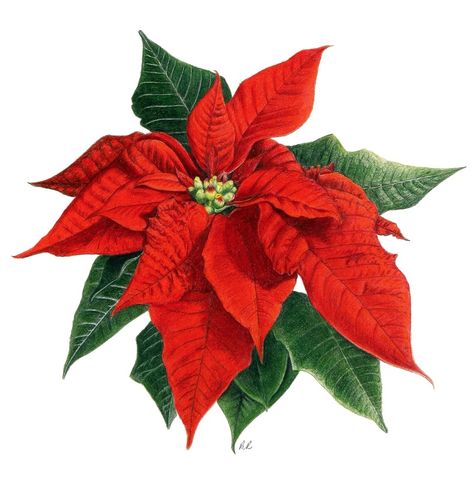 Poinsettia Watercolour, Painting Poinsettias, Poinsettia Tree, Watercolor Practice, Anna Mason, Antique Flowers, Poinsettia Flower, Vintage Botanical Prints, Christmas Poinsettia