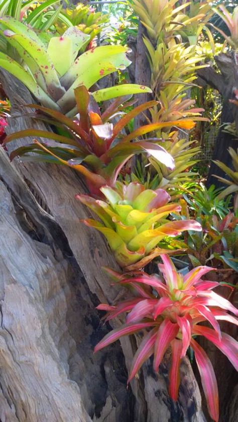 Bromeliads Bromeliads Garden, Bromeliads Landscaping, Vertical Vegetable Gardens, Tropical Garden Design, Tropical Backyard, Orchids Garden, Unusual Plants, Tropical Landscaping, Landscaping With Rocks