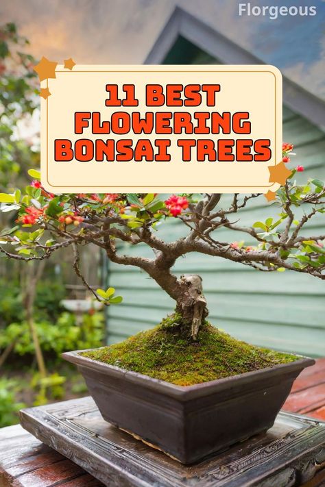 Flowering Bonsai Trees Flowering Bonsai, Flowering Bonsai Tree, Bonsai Trees, Bonsai Tree, How To Grow, Cherry Blossom, To Grow, Blossom, Cherry