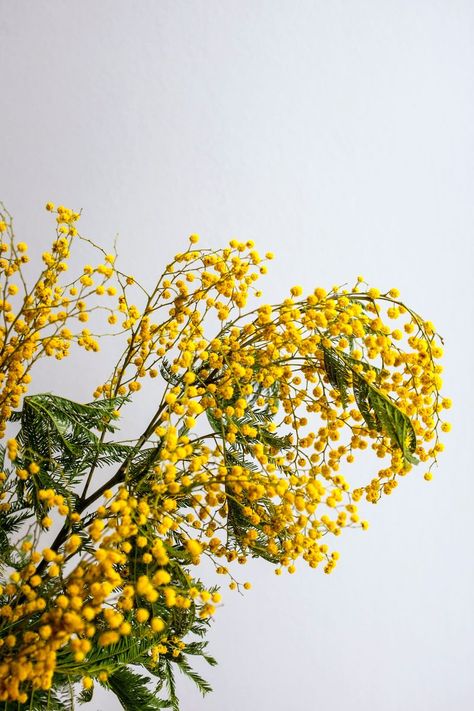 The cultural meaning of mimosa flowers Yellow Meaning, Mimosa Plant, Plant Meanings, Viburnum Opulus, Mimosa Flower, Flower Meanings, White Backdrop, Tropical Landscaping, Wallpaper Free Download