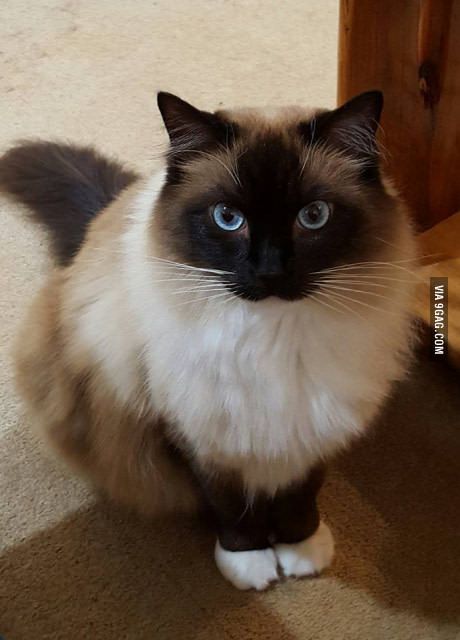 My dad fell in love with my cat, so I let dad keep him when I moved away. I get updates every few days. This is Romeo Balinese Cat, Himalayan Cat, Dream's Cat, Cute Animals Puppies, Cute Cats Photos, Cat Portrait, Unique Cats, Ragdoll Cat, Cat Aesthetic