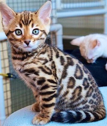 Healthy and Purebred Bengal Cats & Kittens for sale in India, Get healthy and purebred bengal kittens for sale, bengal cats for adoption. Buy bengal cats from Mr n Mrs Pet the online pet shop. Our customers can visit and meet the Breeders and kitten parents. Buy bengal cats online from responsible Cat Breeders in India. bengal Cats and Kittens on rent. Prettiest Cat, Bengal Cat For Sale, Bengal Cat Kitten, Bengal Kittens For Sale, Felted Cat, Bengal Kitten, Cat Breeder, Bengal Cats, Exotic Cats