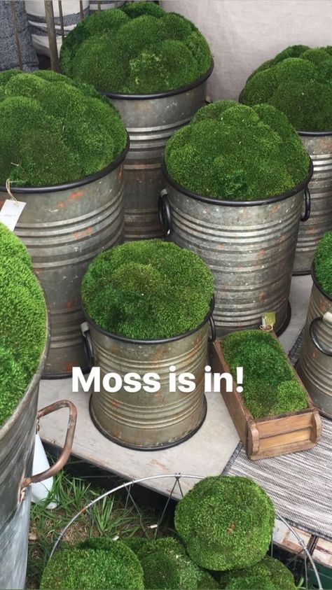 Moss is trending for greenery in containers, planters, and pots for a simple, minimalist look in interiors #moss #planters #roundtop Moss Planters, Moss Planter, Moss Plant, Moss Decor, نباتات منزلية, Moss Garden, Indoor Gardens, Succulents In Containers, Interior Garden