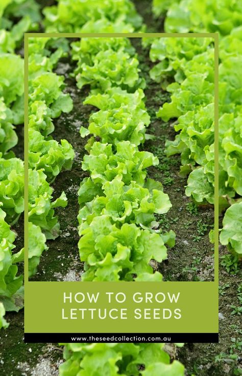 lettuces in the garden How To Grow Lettuce, Grow Lettuce, Lettuce Seeds, Growing Lettuce, Seed Collection, Cold Frame, Healing Herbs, Growing Vegetables, How To Grow