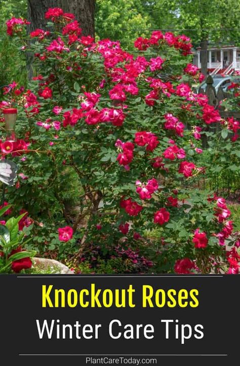 Tips on how to care for your roses in the winter. #roses #garden #planting #plants #flowers Rose Pruning Winter, Protecting Roses In Winter, How To Prune Roses For Winter, Pruning Roses For Winter, When To Prune Knockout Roses, When To Prune Roses In The Fall, Prune Roses For Winter, Pruning Roses In Fall, Prune Knockout Roses