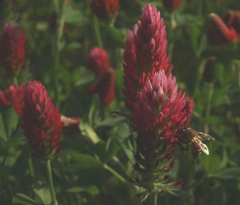 One of my favorite August gardening joys is sowing crimson red clover (Trifolium incarnatum) seeds up and down my driveway. I look forward to the bright... Nitrogen For Plants, Midnights Aesthetic, Crimson Clover, Aesthetic Taylor Swift, August Garden, Clover Seed, Taylor Swift Midnights, Red Clover, Bee Friendly