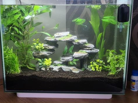 Fish Tank Ideas Natural, Betta Fish Tank 10 Gallon, 10 Gallon Betta Tank Ideas, Fish Tank Ideas Aesthetic, Betta Fish Tank Ideas 10 Gallon, 5 Gallon Betta Tank Ideas, Betta Fish Tank Ideas 5 Gallon, Betta Fish Tank Ideas Aesthetic, Fish Tank Set Up