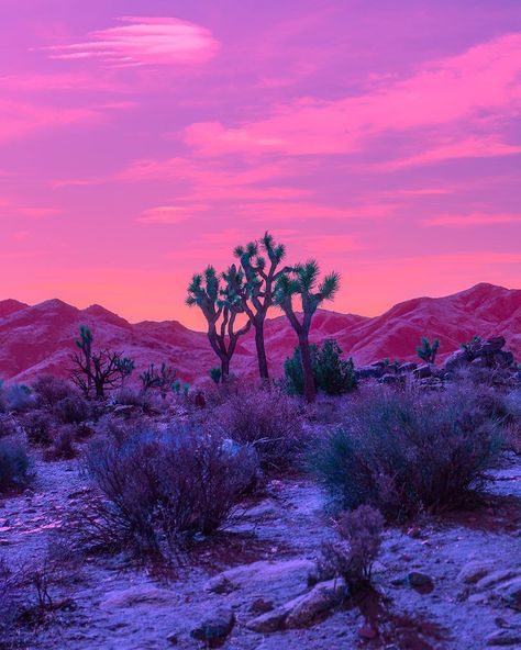 Desert Aesthetic, California Dreaming, In The Desert, Aesthetic Images, Fantasy Landscape, Album Art, The Desert, Beautiful Photography, Nature Pictures