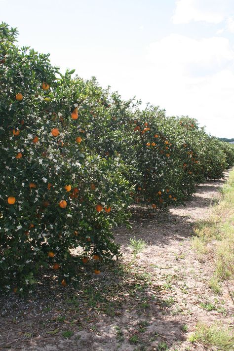 Florida citrus grove near Waverly, FL Fitness Wallpaper Iphone, Punjab Culture, Florida Orange Juice, Florida Trips, Orange Farm, Orange Groves, Citrus Grove, Fitness Wallpaper, Orange Trees