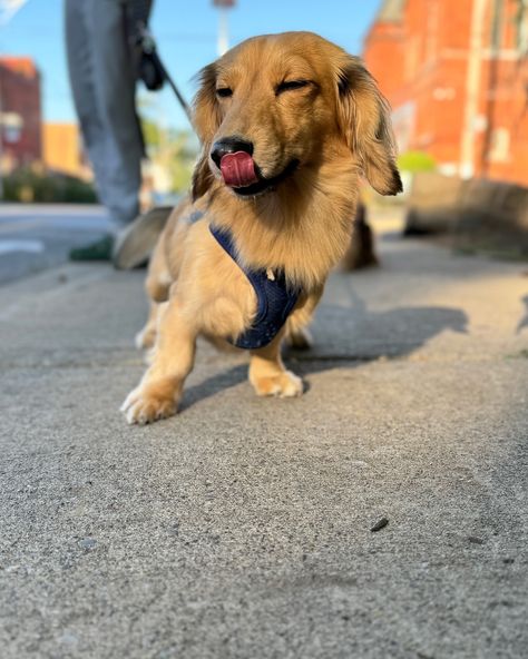 @lilremykins is a blonde bombshell in the morning light ✨ #dachshund #wienerdogworld #dachshunddaily #doxieworld #longlivedogs Blonde Dachshund, Cute Little Puppies, Little Puppies, Blonde Bombshell, Dogs Of The World, Morning Light, In The Morning, Hot Dogs, The Morning