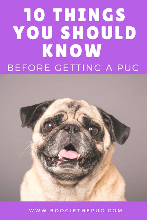 10 Things You Should Know Before Getting a Pug Pug Facts, Pug Quotes, Black Pug Puppies, Dog Advice, Baby Pugs, Pug Art, Little Creatures, Pug Mom, Dog Facts