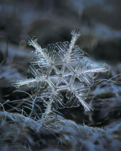 Snow crystal from recent winter: large and interesting central hexagon. A delicate snowflake with intricate patterns rests on a soft, blurred background. The sharp, symmetrical lines of the ice crystal are contrasted against the muted, natural tones behind it. #snowflake #macro #crystal #winter #closeup #intricate #delicate #nature #detailed #frozen #symmetrical #cold #serene #natural #frost #geometry #geometric #frosty #hexagonal #crystalline #pattern #ornament #macrophoto #natureshot #sno... Drawn Mask, Oregon Style, Crystal Winter, God Is In Control, Snowflakes Real, Christmas Miracle, Christmas Drawings, Snowflake Photos, Dreaming Of A White Christmas