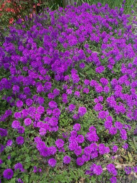 Homestead Verbena - ground cover, easy maintenance, adds impact to landscape.  It produces a mass of purple flowers over a long period from mid spring through the summer. Provide a well drained soil and full sunlight. Is fast growing and can cover a small sized area quickly. Verbena Homestead Purple, Purple Flowering Plants, Ground Cover Plants, Landscaping Tips, Ground Cover, Lawn And Garden, Flower Seeds, Garden And Yard, Backyard Garden