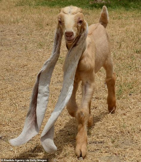 Nubian Goat, Guinness Book Of World Records, Baby Goat, Guinness Book, Karachi Pakistan, Goat Farming, Cute Sheep, Baby Goats, Farm Heroes