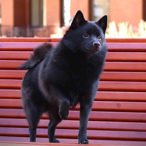 Schipperke Puppies, Canine Reference, Dog Types, Schipperke Dog, Bat Dog, Palate Cleanser, Kindred Spirit, Dog List, Herding Dogs