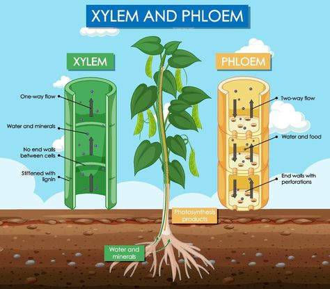 Diagram showing xylem and phloem plant Xylem And Phloem, Biology Diagrams, Cell Diagram, Biology Plants, Plant Physiology, Plant Activities, Plant Structure, Primary Science, Ap Biology