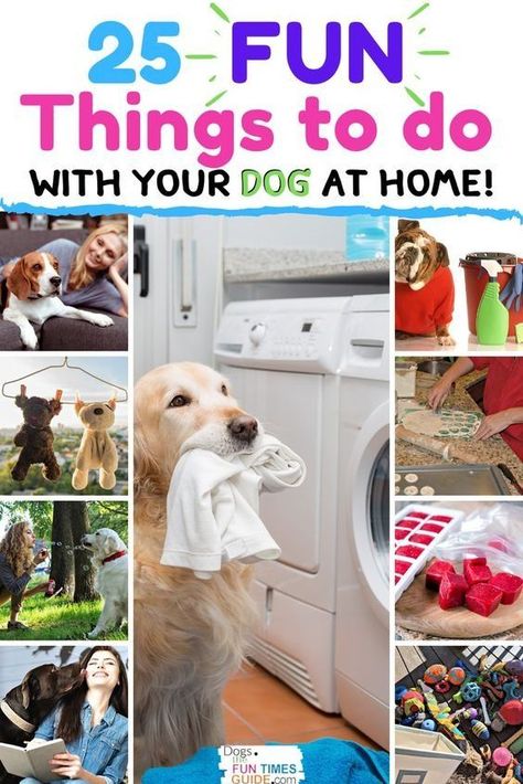 Inside Dog Activities, At Home Dog Enrichment, Puppy Boredom Busters Diy, Diy Boredom Busters For Dogs, Activities To Do With Your Dog, Boredom Busters For Dogs, Things To Do With Your Dog Summer, Things To Do With Your Dog At Home, Fun Things To Do With Your Dog At Home