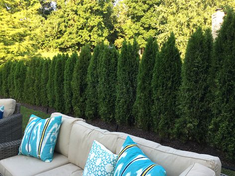 Backyard Landscaping Privacy Trees, Trees Lining Fence Backyards, Privacy Landscaping Southern California, Juniper Trees For Privacy, Tree Lined Fence Backyards, Big Trees In Backyard, Tree Privacy Wall, Tall Privacy Trees Along Fence, Privacy Trees Front Yard