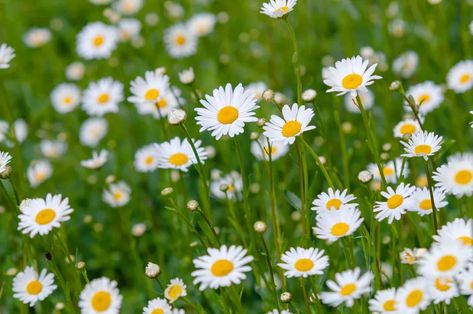 Aesthetic Daisies, Autumn Flowering Plants, Oxeye Daisy, Long Blooming Perennials, Starting A Vegetable Garden, British Garden, Wildflower Garden, Garden Markers, Chamomile Flowers