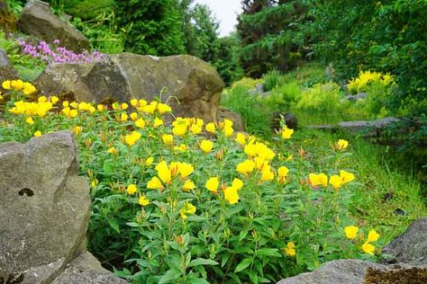 Best Ground Cover Plants, Oenothera Biennis, Biennial Plants, Ground Cover Plants, Wildflower Garden, How To Attract Birds, Native Garden, Drought Tolerant Plants, Buy Plants