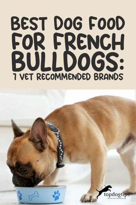 Feeding the proper amount of calories each day and picking the best dog food for French Bulldogs is crucial. And due to the common health concerns with this breed, feeding the proper diet from puppyhood can prevent the early onset of many diseases. Here you'll know how to feed a French Bulldog and the top best French Bulldog dog food brands! Best Food For French Bulldog Puppy, French Bulldog Food Recipes Homemade Dog, Homemade Dog Food For French Bulldogs, French Bulldog Food Recipes, Food For French Bulldog, French Bulldog Pictures, Best Dry Dog Food, French Bulldog Breed, Bat Ears