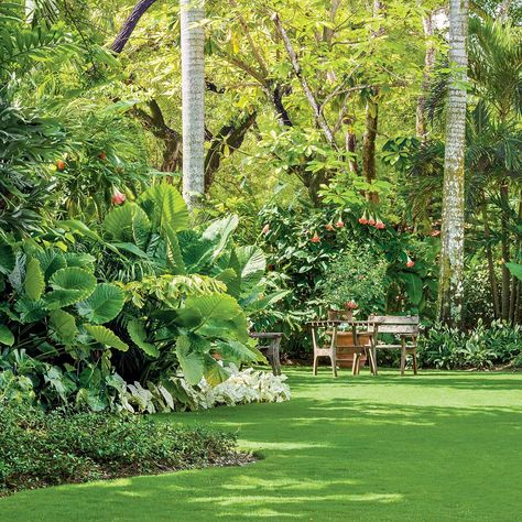 Tropical Garden Plants, Tropical Garden Design, Jungle Gardens, Tropical Backyard, Miami Gardens, Tropical Landscaping, Tropical Garden, Lawn And Garden, Dream Garden