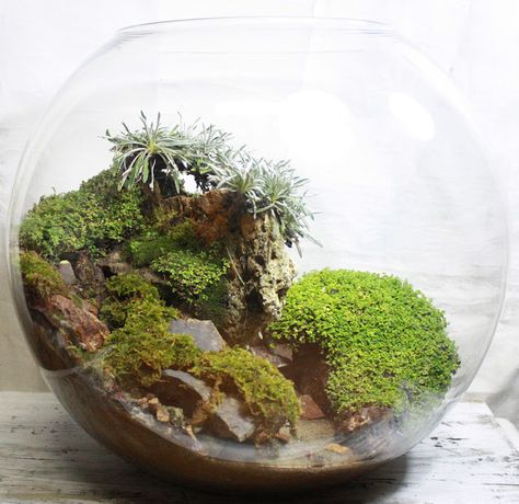 Sphere terrarium Sphere Terrarium, Terrarium Scene, Beautiful Terrariums, Mini Terrarium, Moss Terrarium, Dish Garden, Bottle Garden, Moss Garden, Urban Street Art