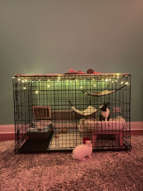 Cute Bunny Setup Ideas, Diy Rabbit Incloser, Bunny Dog Cage, Bunny Bedding For Cage, Small Bunny Cage Ideas, Pet Bunny Enclosure, Dog Kennel Bunny Cage, Dog Cage For Rabbit, Small Rabbit Cage