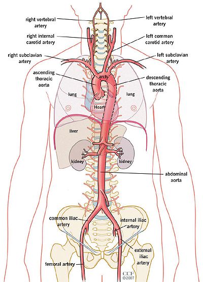 Aorta in the body Diagnostic Medical Sonography Student, Arteries Anatomy, Abdominal Aorta, Anatomy Images, Diagnostic Medical Sonography, Nursing School Essential, Gross Anatomy, Medicine Notes, Body Diagram