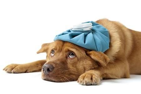 Sick as a dog! Dog Illnesses, Sick Dog, Wet Dog Food, Dog Health, Dog Care, Veterinarian, Shih Tzu, Pet Owners, Pet Care