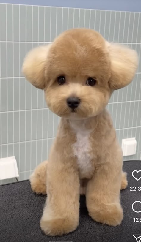 Poochon Dog Haircut, Teddy Bear Cut Maltipoo, Toy Poodle Grooming Styles, Puppy Hairstyles, Maltipoo Haircut Styles, Toy Poodle Haircut Styles, Teddy Bear Dog Haircut, Toy Poodle Haircut Teddy Bears, Toy Poodle Puppy Cut