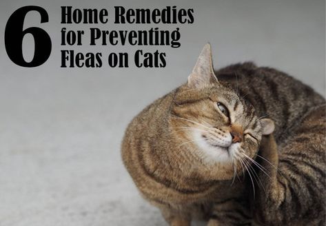 6 Home Remedies for Preventing Fleas on Cats Home Remedy For Fleas On Cats, How To Get Rid Of Fleas On Cats, Flea Remedy For Cats, Fleas On Kittens, Flea Medicine For Cats, Spider Repellant, Fleas On Cats, Cat Remedies, Home Remedies For Fleas