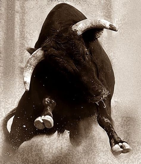 Bull Bull Painting, Bull Art, Bull Tattoos, Bull Cow, Its A Mans World, A Bull, Bull Riding, Black Bull, Bagan