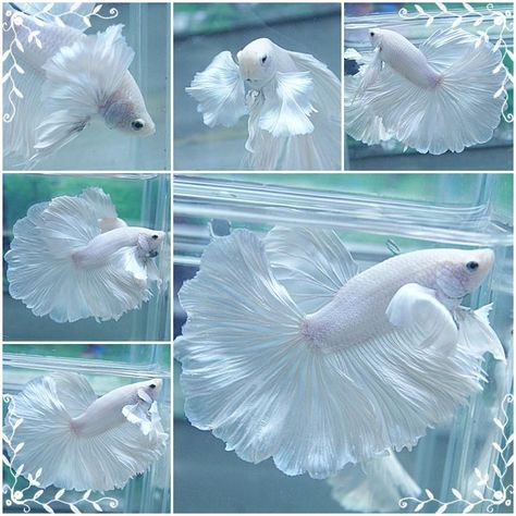 Betta White Opal Betta Fish, White Betta Fish Tank, White Beta Fish, White Betta Fish, Fish Bowl Ideas, Animales Aesthetic, Cat Heart Eyes, Fish Painting Ideas, White Koi Fish