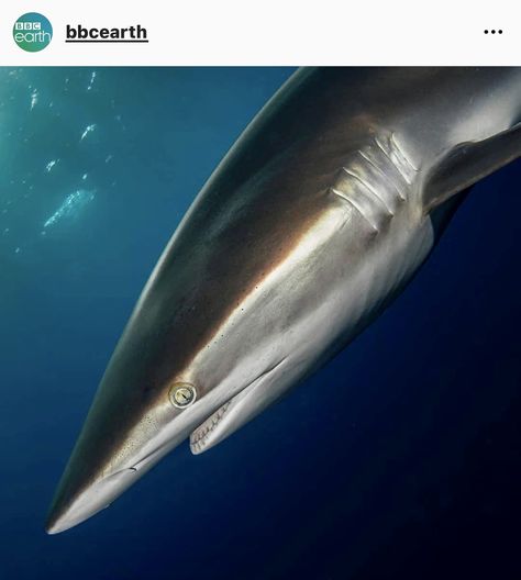 Silky Shark, Shark Pictures, Bbc Earth, Sea Mammal, Beautiful Animals, Sealife, Ocean Life, Sharks, Marine Life