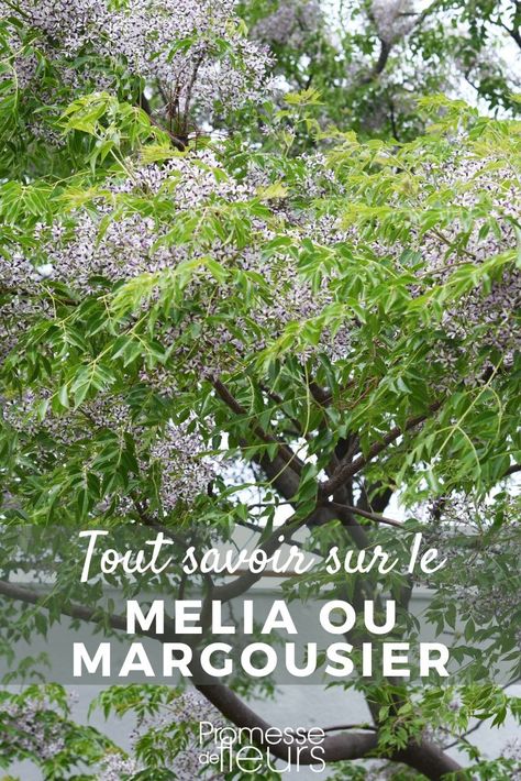 Melia - Margousier : planter et cultiver Espalier Camellia, Armeria Maritima, Maxillaria Tenuifolia, Jacaranda Mimosifolia, Art