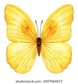 Butterfly Watercolor Painting Illustration Isolated On Stock Illustration 2497864473 | Shutterstock Butterfly Watercolor Painting, Tinkerbell Party Theme, Tinkerbell Party, American Kitchen, Yellow Butterfly, Butterfly Painting, Backgrounds Phone Wallpapers, Butterfly Watercolor, Channel Art