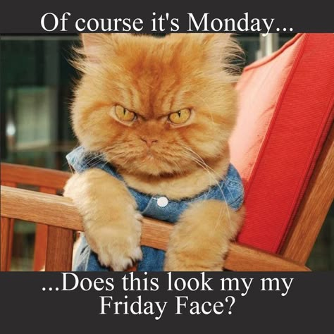 Crazy Monday Humor, Monday Vibes Funny, Monday Humor Back To Work, Monday Motivation Humor Funny, Monday Humor Funny, Funny Monday Quotes Humor, Monday Mood Funny, Monday Quotes Humor, Good Morning Funny Humor