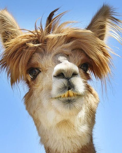 Funny Photos You Won't Be Able to Stop Laughing at | Reader's Digest Funny Llama Pictures, Funny Cover Photos, Laughing Horse, Llama Pictures, Music Cover Photos, Funny Llama, Adorable Newborn, Silly Photos, Cute Dog Photos