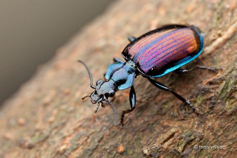 Ground beetle, Physodera eschscholtzii by melvynyeo.deviantart.com on @DeviantArt Ground Beetle, Millipedes, Animal Families, Land Animals, Earring Inspo, Cool Bugs, Arthropods, Crustaceans, Large Eyes