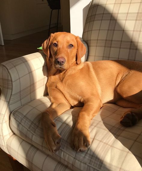 Fox Red Labrador Puppy, Red Lab Puppies, Allow Yourself To Feel, Fox Red Lab, Fox Red Labrador, Red Labrador, Red Lab, Bird Dog, Very Cute Dogs