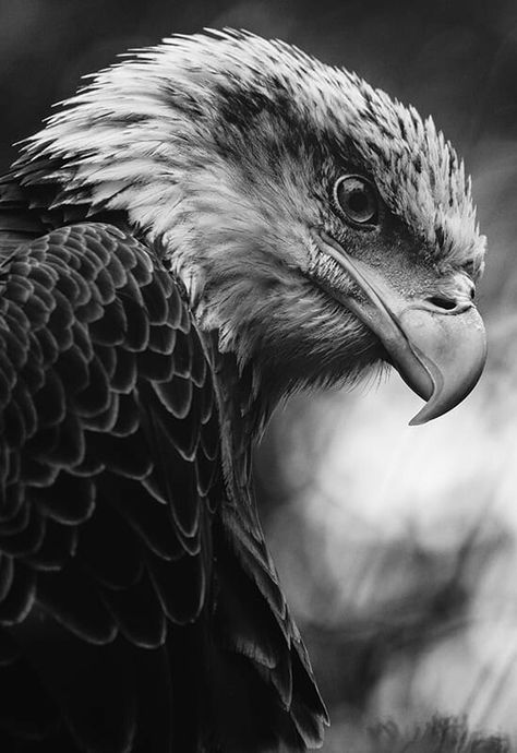 Wild Animal Tattoos, Eagles Tailgate, Bird Of Prey Tattoo, Eagle Photos, Eagle Football, Eagle Photography, Eagles Wallpaper, Football Eagles, Eagle Photo