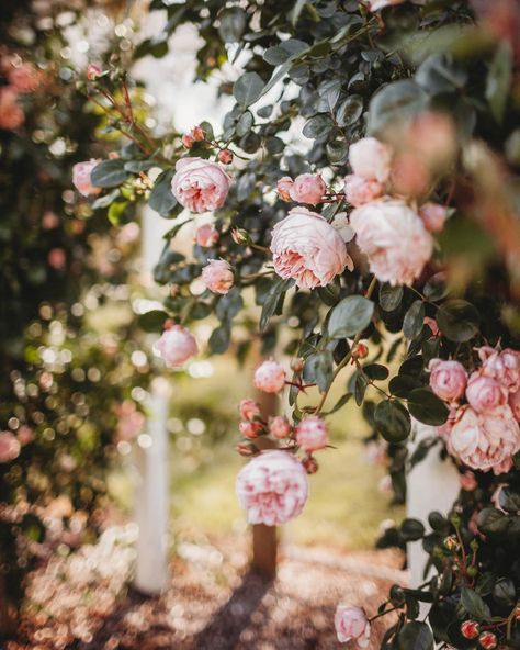 Rose Core, Rosé Core, Mary Rose, Cottage Aesthetic, English Cottage Garden, Color Palette Pink, Color Magic, Floral Photography, Flower Display