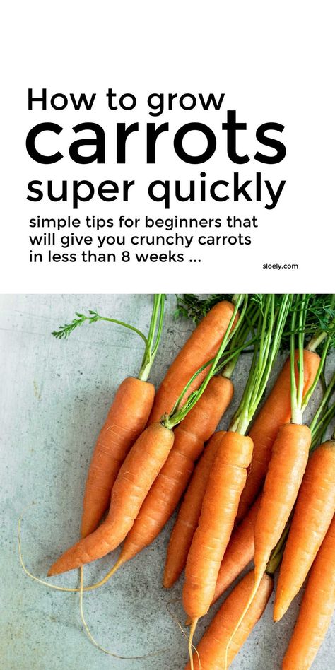 Carrots Planting Growing, Best Way To Grow Carrots, Planting Carrots In Containers, How To Grow Carrots, Carrots Plant, Bunny Therian, Carrot Companion Plants, Growing Carrots In Containers, Carrots Growing