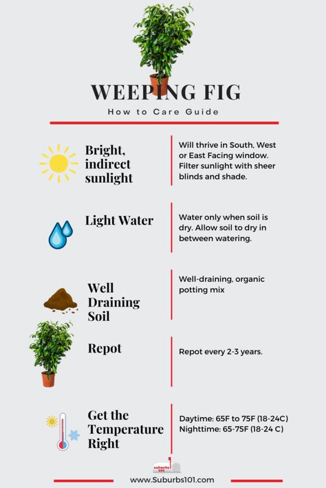 8 Tips on How to Care for Your Weeping Fig (Infographic) Rubber Fig Plant Care, Propagating Fig Cuttings, How To Care For Fig Leaf Plant, Transplanting Fig Tree, Weeping Fig Tree, Mealy Bugs, Weeping Fig, Ficus Benjamina, Fig Plant