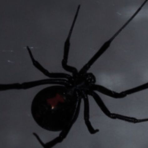 Spider Icon Aesthetic, Black Widow Aesthetic Spider, Wydowna Spider Aesthetic, Purple Spider Aesthetic, Arachne Aesthetic, Red Spider Aesthetic, Spider Aesthetic Dark, Black Widow Spider Aesthetic, Spiders Aesthetic