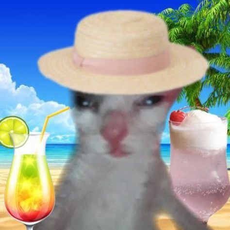 Vacation Reaction Pic, Summer Pfps Beach, Beach Reaction Pic, Summer Aesthetic Profile Picture, Summer Reaction Pics, Beach Spotify Covers, Fun Profile Pictures, Summer Cat Aesthetic, Beach Profile Pictures