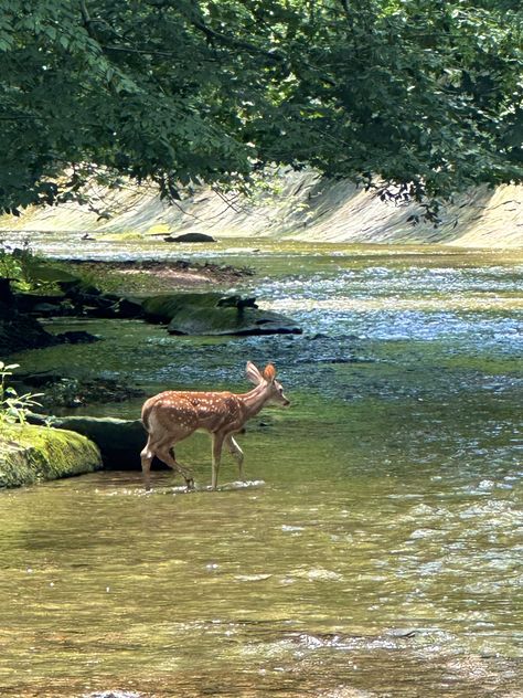 Woods Animals, Calming Photos, Animals Aesthetic, 2024 Moodboard, Warm Apple, Wood Animal, Vintage Deer, Pretty Landscapes, Dream Lifestyle